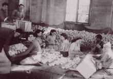 אריזת התפוזים על הקרקע , שנות השלושים