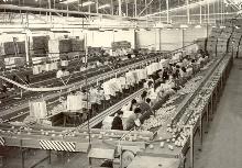 בית אריזה נר הבנים תנובה אקספורט, 1966