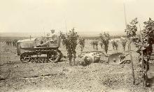 טרקטור בפרדס