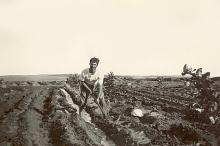 בריכות ההשקיה בפרדס