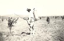 ריסוס פרדס צעיר