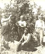 קטיף תפוזים